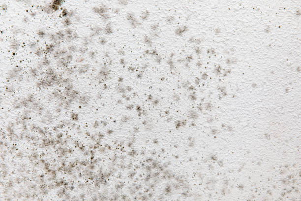 Professional Mold Removal in Eastmont, WA